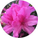 Diane profile picture